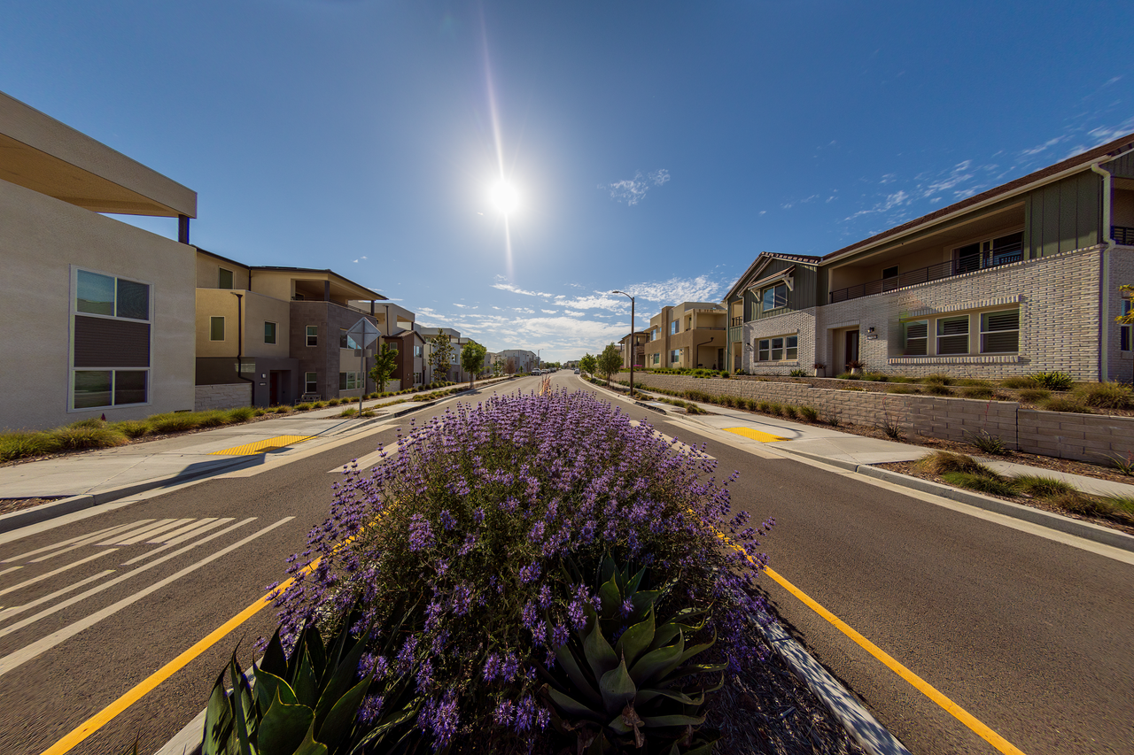 Suburban street scene with vibrant lavender flowers and bright sunlight.